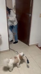 Dog Helps Owner Carry Power Cable