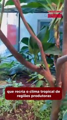Museu do Chocolate e fábrica da Lindt: um passeio encantado