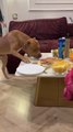 Dog Steals Appetizers from Table