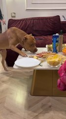 Dog Steals Appetizers from Table