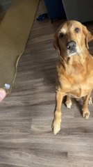 Dog Raises Paw at Engagement Ring