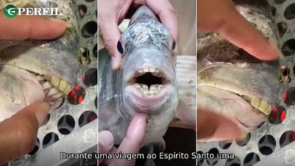 "Peixe com 'dentes humanos', pílulas abortivas liberadas e robô espiando Terra 'respirando'!" - Uma mistura de notícias surpreendentes e intrigantes que estão agitando as redes sociais e a ciência.