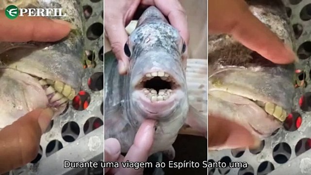 Peixe com 'dentes humanos', pílulas abortivas liberadas e robô espiando Terra 'respirando'! - Uma mistura de notícias surpreendentes e intrigantes que estão agitando as redes sociais e a ciência.