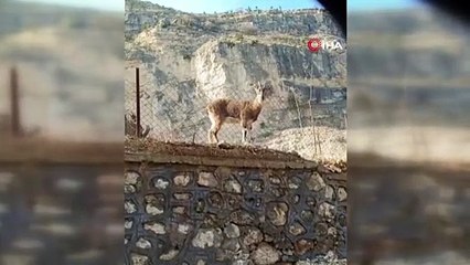 Herkes bu videoyu konuşuyor!