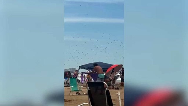 Invasión de avispas en Mar del Plata