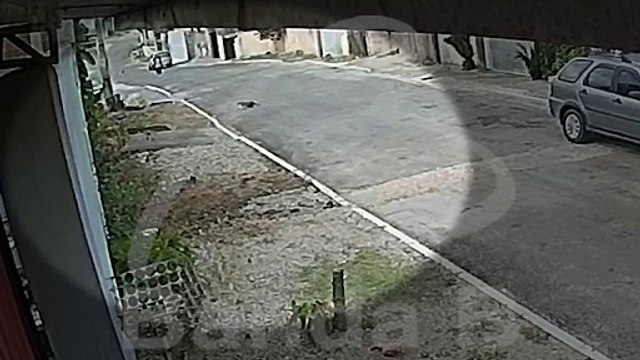 Vídeo mostra ataque de pitbulls a idosos em Piraquara