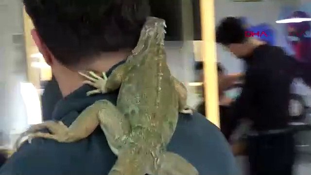 Daha önce böylesini görmediniz! Omzunda taşıdığı ‘Escobar’ ile tıraş yapıyor