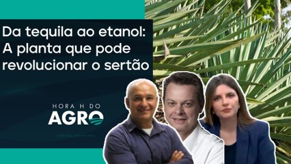 Planta da tequila pode mudar o agronegócio; entenda! | HORA H DO AGRO