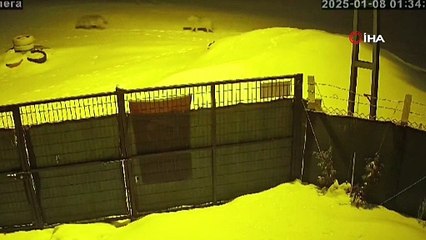 Sibirya soğukları aç bırakınca şehre indiler!