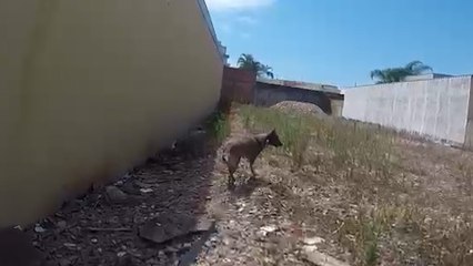 Vídeo mostra cão de faro encontrando droga em terreno em Cascavel