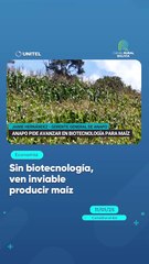 Sin biotecnología, ven inviable producir maíz