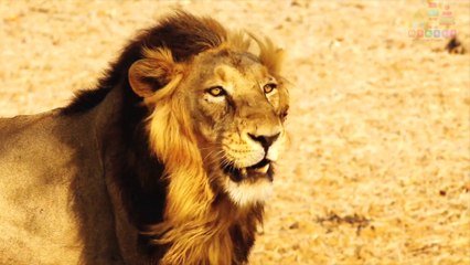 Naming Animals Flashcard Fun Learning P2