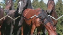 I love horses