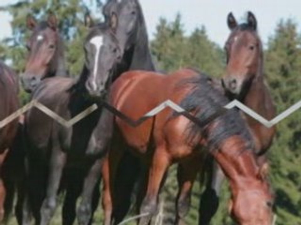 I love horses
