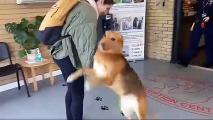 Pet Shipping Services | JCS Pet Travel