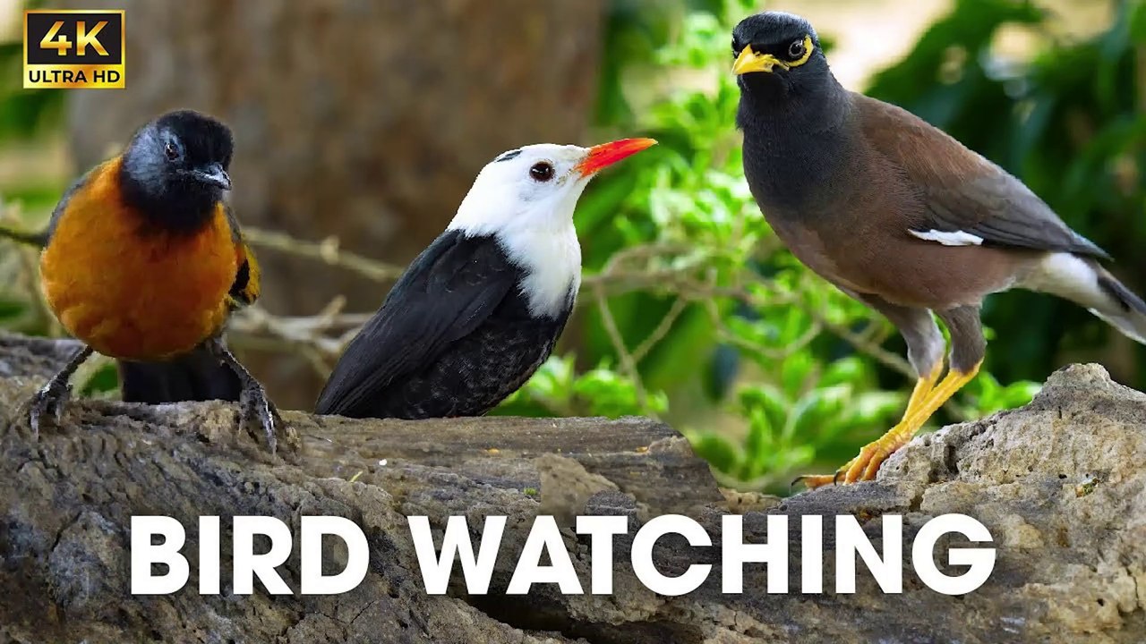 Cat TV For Cats To Watch - Fall In Love With Chipmunks, Birds, Squirrels For Cats Part 2