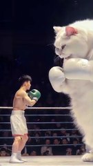 Cat vs Human#funny #funnyvideos #boxing #cat #digitalart #aiart #cats #boxer #laugh #memes
