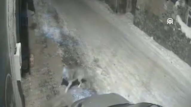 Aç kalan kurtlar ilçe merkezine indi! O anlar kamerada