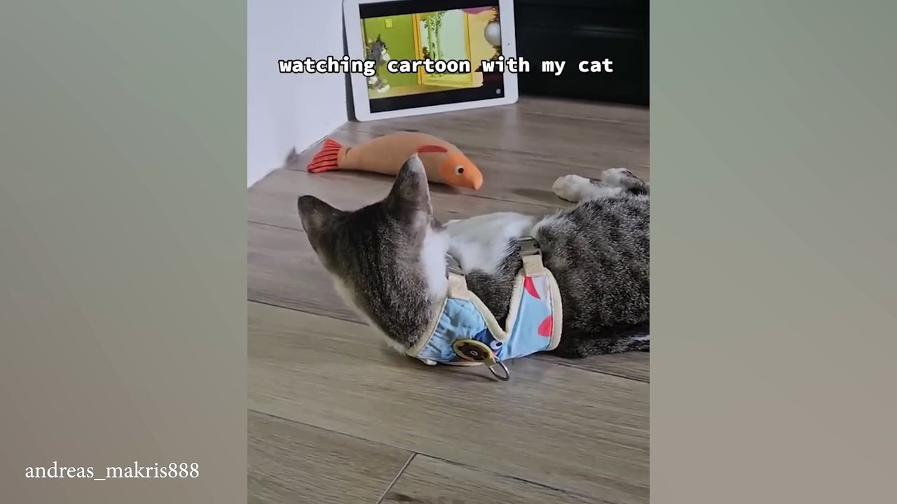 This is why you should have a cat 😂 Funny Cats and Humans