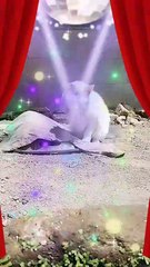 Datang lagi si ganteng