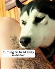 American Pets are so strong and well trained that they live with their owner with Lyle