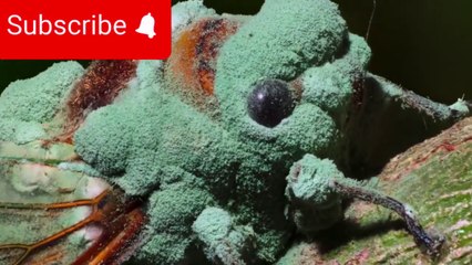 Zombie Ants⚠️  Nature's Real-Life Horror ❗❗❗😱🍄