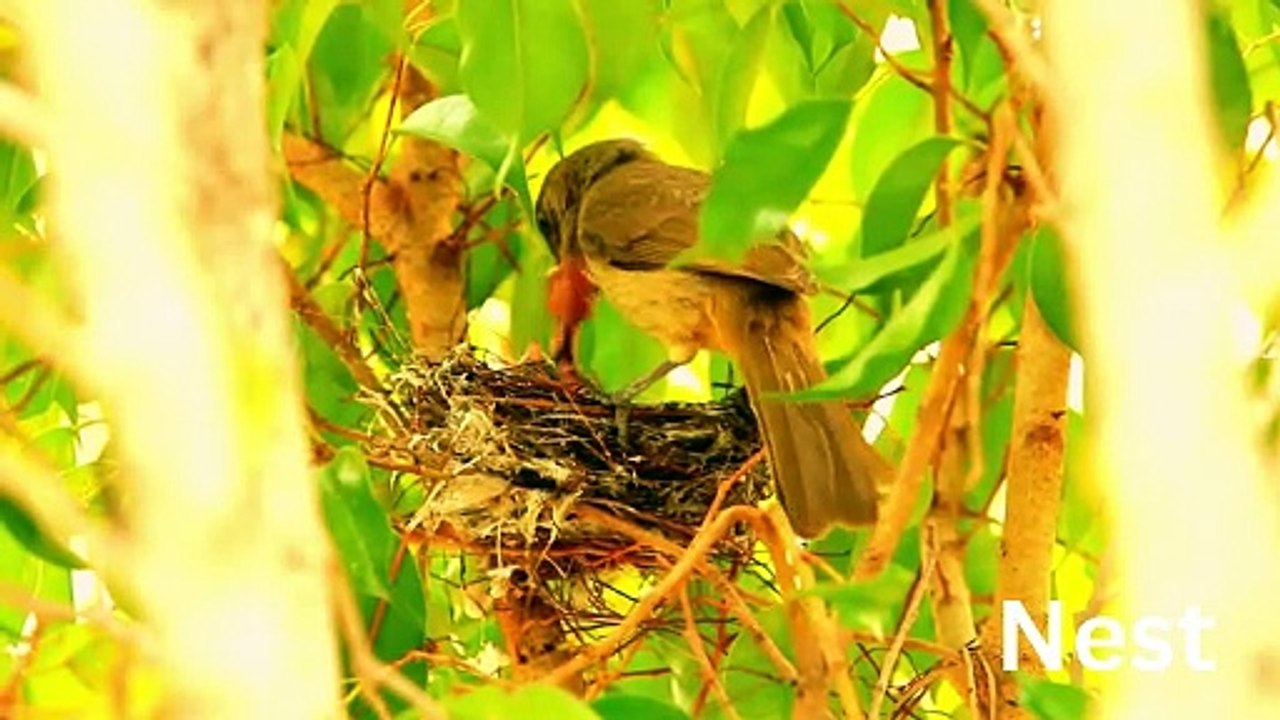 N for Nest & Other