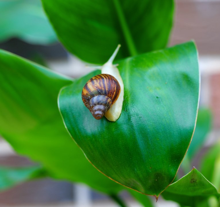 Conseils de jardinage biologique pour des plantes et un sol plus sains !