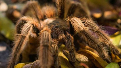 Indrukwekkende video toont gigantische spin die een muis vangt