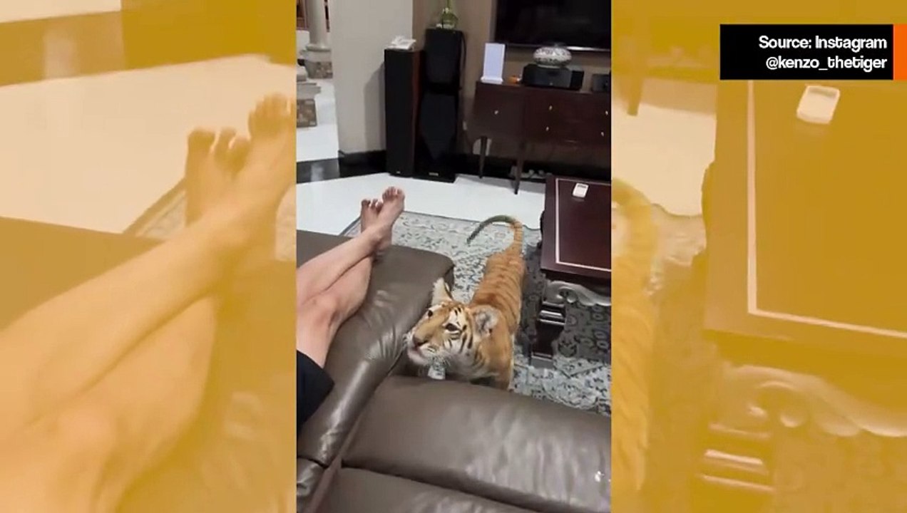 Suloinen video näyttää, että tiikerit ovat vain suurempia kissoja