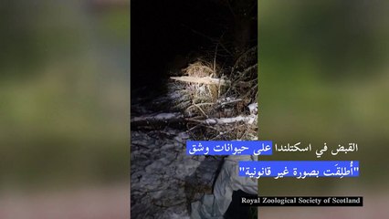 القبض في اسكتلندا على حيوانات وشق "أُطلِقَت بصورة غير قانونية"