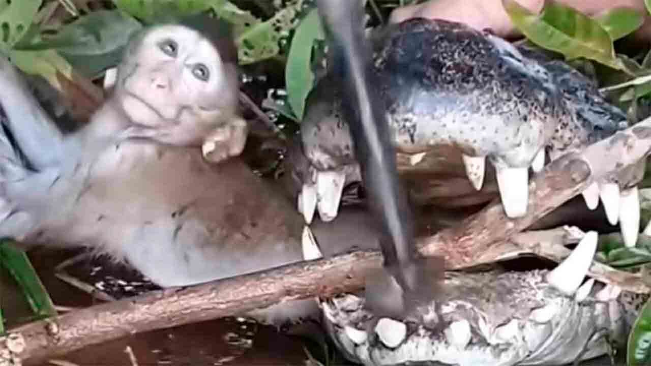 Indrukwekkende video toont man die aap uit krokodillenbek probeert te redden