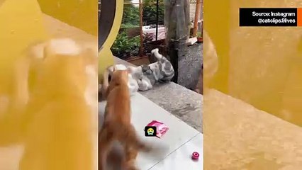 Vaikuttava video tallentaa laajamittaisen taistelun kissojen välillä