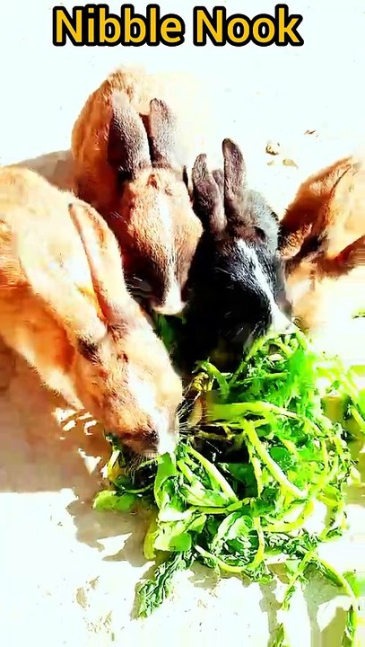 AMIZING animals 🐇