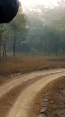 जंगल के राजा बाघ ने भालू के डर से लगाई दौड़