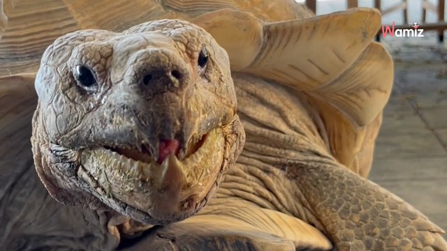 Elle entend des bruits étranges derrière la chatière : 379,9K internautes ont le cœur battant (vidéo)