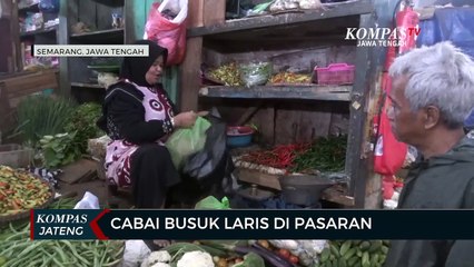 Dampak Mahalnya Harga Cabai, Cabai Busuk Laris di Pasaran