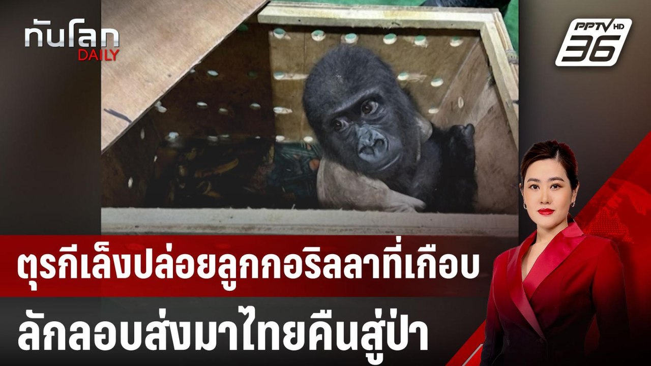 ตุรกีเล็งปล่อยลูกกอริลลาที่เกือบลักลอบส่งมาไทยค...