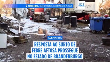 Berlim luta contra o primeiro surto de febre aftosa em 35 anos e continua a fazer abates preventivos