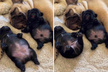 De schattige video van twee dromende Franse bulldogpups smelt de harten van internetgebruikers!