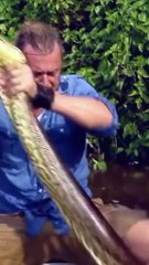Mira cómo capturaron una anaconda para estudiarla en Brasil