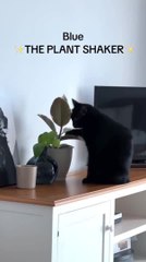 Upset Cat Messes With House Plants for Her Owner's Attention