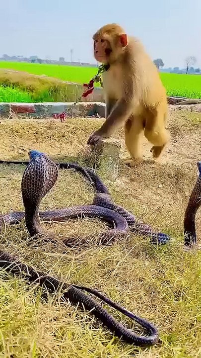 You will not believe what the cobra did to the monkey