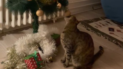 Festive fun: Cat finds pure joy in playing around the Christmas tree