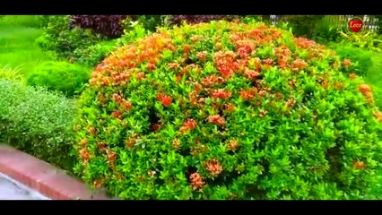 Khalato Bone Bangla New Short Film 2024