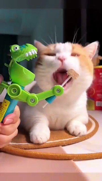 MOMEN FUNNY ANIMALS