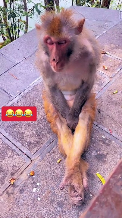 MOMEN FUNNY ANIMALS