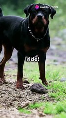 Polo Bear vs Animals Showdown!  #fyp#redditstories #reddit #stitch #tankkills #slime #tank