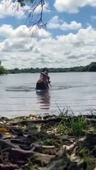 Vídeo mostra capivara atacando mulher em lago; animal morde a cabeça da vítima