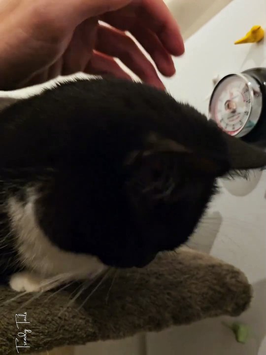 Cat forgot that her tongue was out